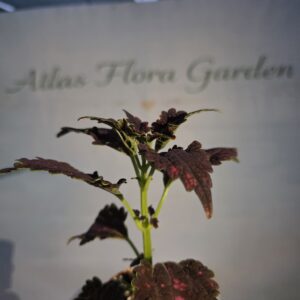 Yaprak Güzeli - (Coleus)