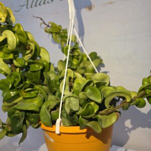 Kıvırcık Hoya - (Hoya carnosa)