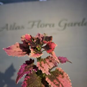 Yaprak Güzeli - (Coleus)