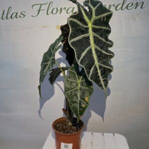 Fil Kulağı - (Alocasia)