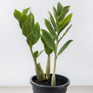zamia