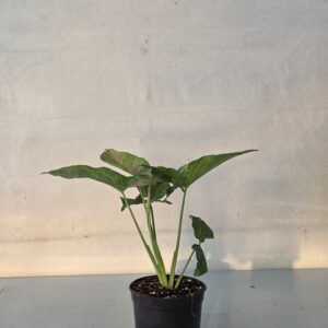 Syngonium Pink Allusion – Pembe Damarlı Singonyum