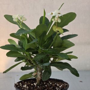 Euphorbia milii – Dikenli Taç Bitkisi