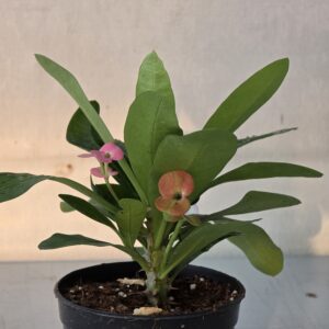 Euphorbia milii – Dikenli Taç Bitkisi