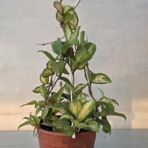 Hoya carnosa variegata