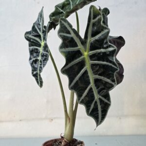 Alocasia amazonica