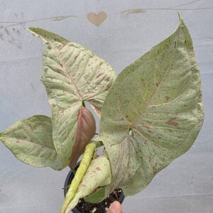 Syngonium (Ok Başı Bitkisi)