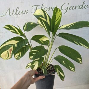Ctenanthe Lubbersiana (Variegata)-Dua çiçeği