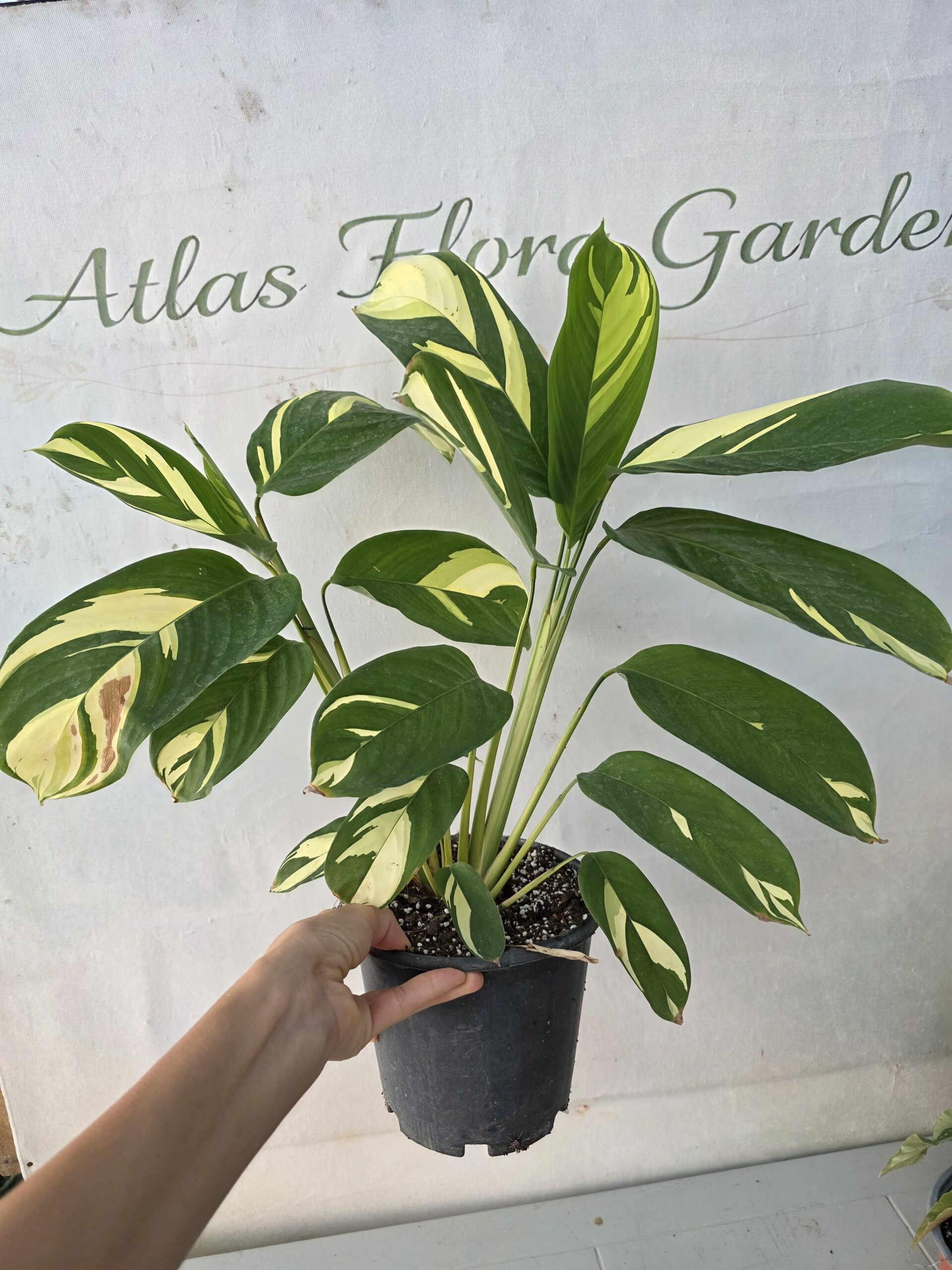Ctenanthe Lubbersiana (Variegata)-Dua çiçeği