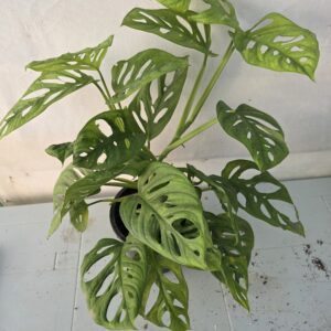 Monstera Adansonii (Maymun Maskesi)