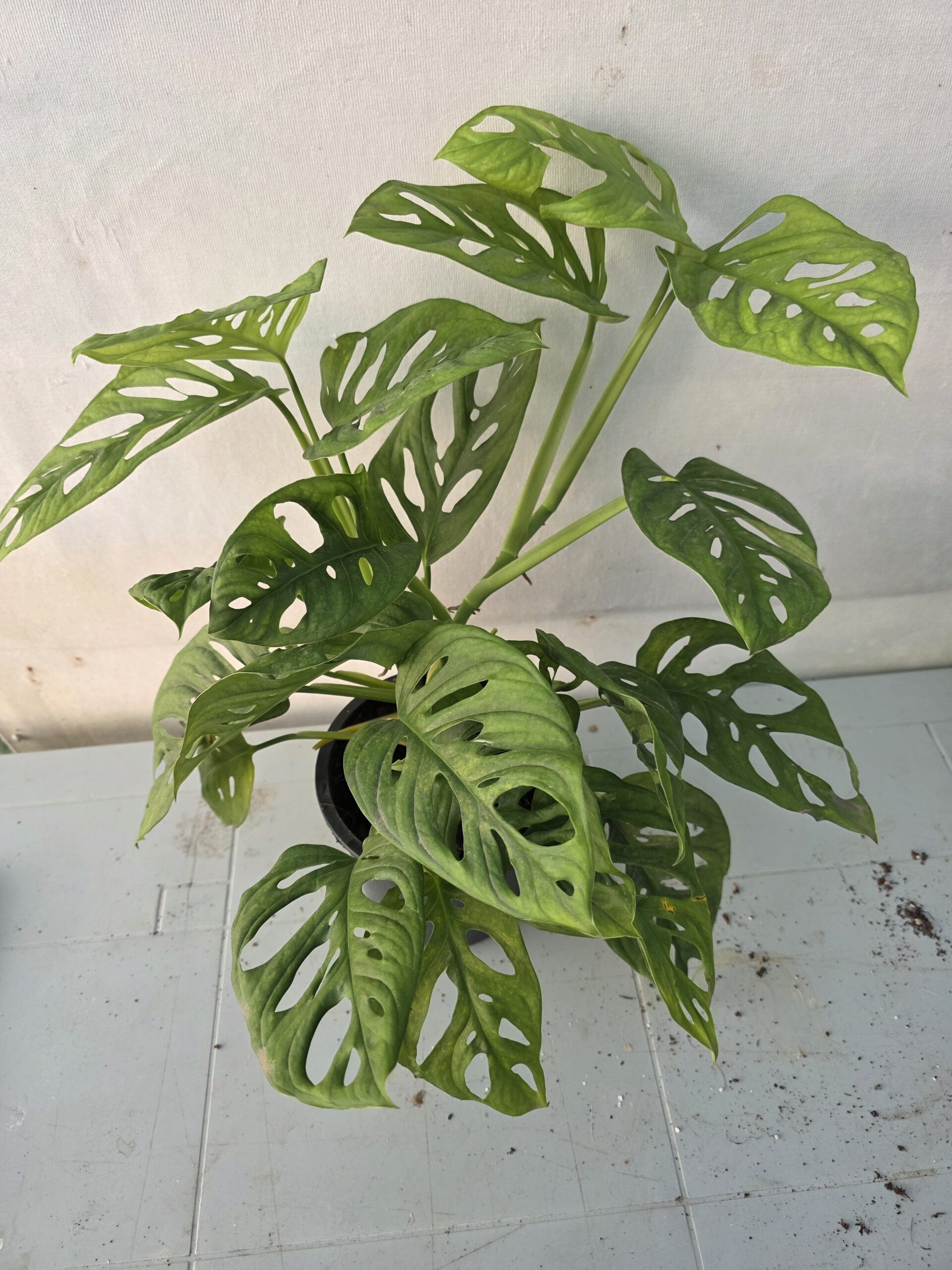 Monstera Adansonii (Maymun Maskesi)