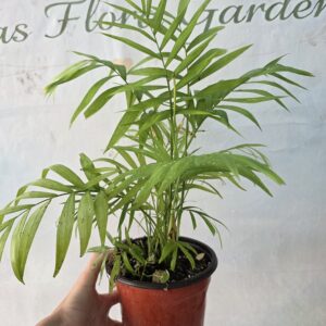 Chamaedorea Elegans (Dağ Palmiyesi)