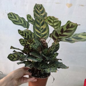 Calathea Makoyana(Dua çiçeği)